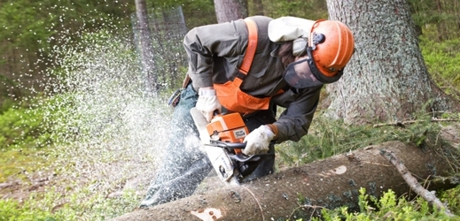 Státní podnik Lesy ČR obhospodařuje více než 1,3 milionu hektarů lesních pozemků.