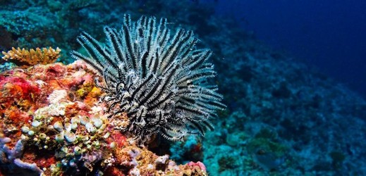 V moři toho žije nejvíc na korálových útesech. V minulosti zastávali roli korálů jiní živočichové.