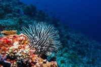 V moři toho žije nejvíc na korálových útesech. V minulosti zastávali roli korálů jiní živočichové.