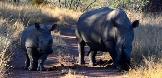 Samice s mládětem čichá k trusu na nosorožčím hnojišti. Hnojiště bývají umístěna na otevřených pláních, na často používaných nosorožčích stezkách, ale také na cestách.
