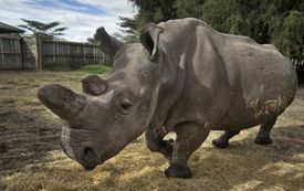 Nosorožčí samice Nájin, jedna z posledních pěti nosorožců cottonových.