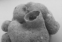 Mikrofotografie fosilie nejstaršího houbovce.