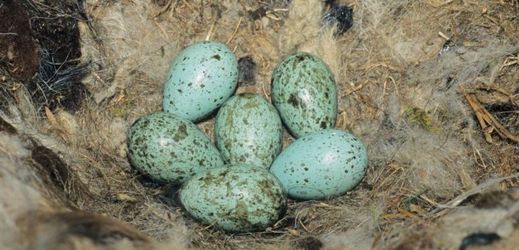 Krkavčí vejce mají modrou barvu a červenohnědé skvrny.