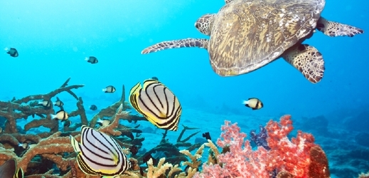 Ve světových mořích bylo popsáno 228 450 živočišných druhů (ilustrační foto).