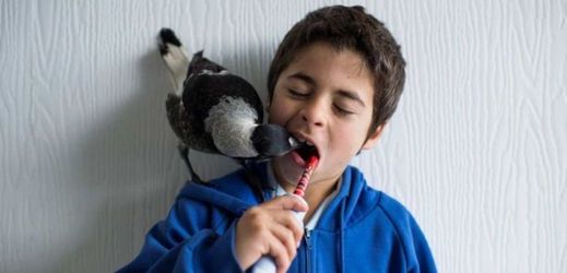 Straka jménem Penguin má z nějakého neznámého důvodu ráda zubní pastu.