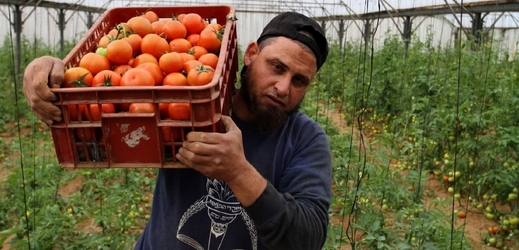Pěstování ovoce a zeleniny v Gaze.