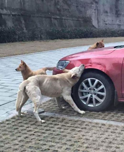 Pes si přivedl na pomoc další dva "kamarády".