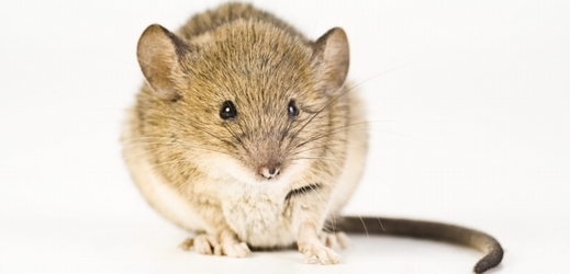 Myši se sklonem k diabetu by jím bez léku onemocněly (ilustrační foto).