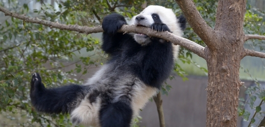 Roztomilý medvídek panda se může rázem proměnit v nebezpečnou šelmu (ilustrační foto).