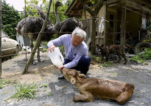 Pan Macumura si vysloužil hned dvě přezdívky: "ochránce fukušimských zvířat" a "poslední muž z Fukušimy".