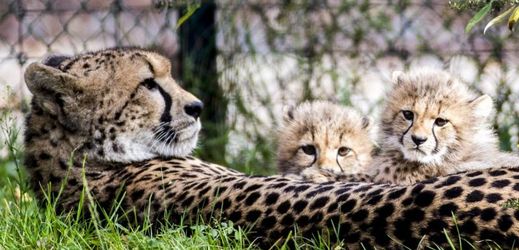Gepardí mláďata uvidí veřejnost poprvé při zahájení 84. sezony pražské zoo (ilustrační foto).