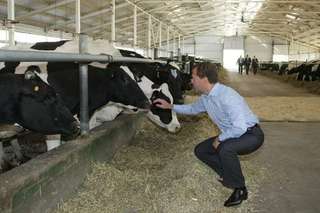 Anebo s premiérem Medveděvem chovat kravičky?