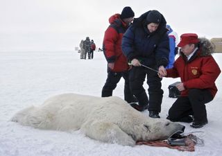 V ledových částech Sibiře můžete s prezidentem měřit tamní medvědy.