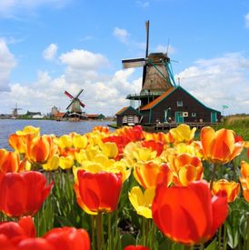 V květinovém parku najdete až sedm milionů kvetoucích tulipánů.