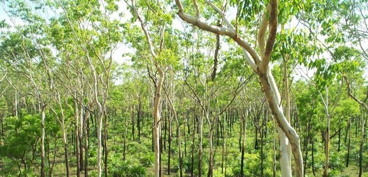 Australská savana zarůstající vegetací.