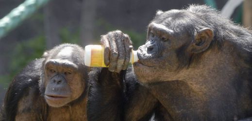 Šimpanzí samičky z ostravské zoo.