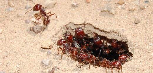 Mravenci poznávají nepřátele podle jejich pachu.