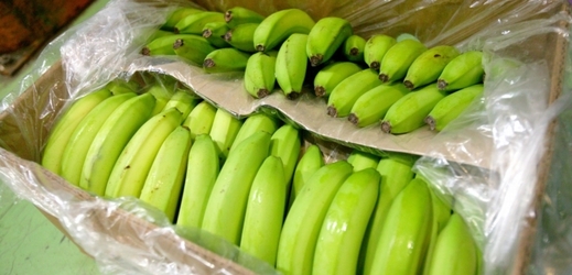 V zásilce banánů v supermarketu bylo nalezeno sto kilogramů kokainu (ilustrační foto).