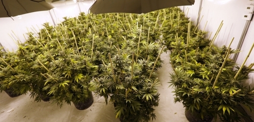 Devítičlenná skupina v Opavě pěstovala marihuanu (ilustrační foto).