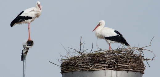 Čápi bílí se vracejí na svá hnízda (ilustrační foto).
