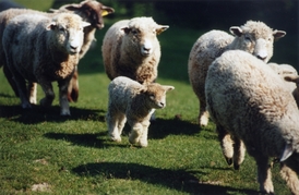 Ovce a jehňata na pastvě.