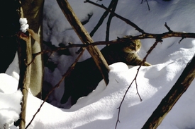 Kočka divoká zachycená fotopastí v Bílých Karpatech.