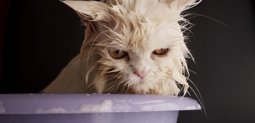 Kočka byla uvězněná téměř měsíc pod vanou (ilustrační foto).