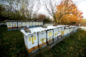 Důvody ke krádeži včelstva se různí (ilustrační foto).