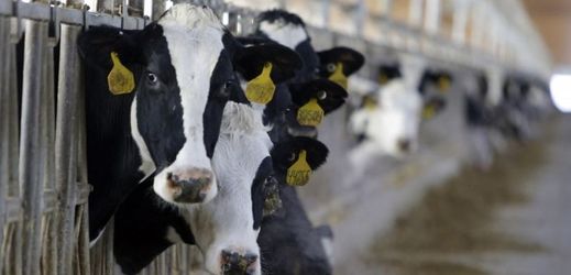 Kanystr s býčím spermatem byl ukraden z neuzamčené farmy v Minnesotě.