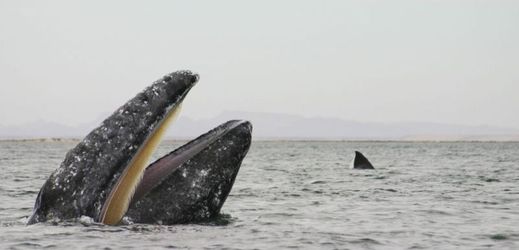 Velryba urazila vůbec nejdelší cestu naměřenou u savců (ilustrační foto).