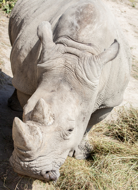 Roste poptávka po rozích nosorožců.