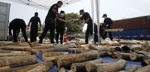 Celníci našli celkem 739 kusů sloních klů na cestě do Laosu.