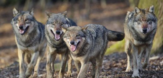 Lovci vlky v Norsku již v minulosti téměř vyhubili.