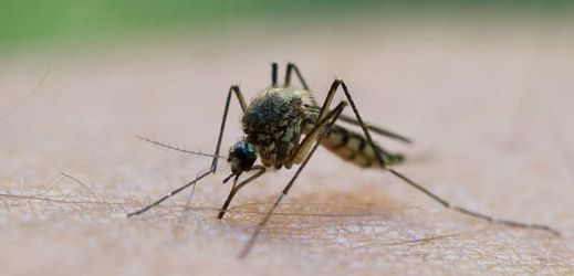 Atraktivita pro komáry je u lidí dědičná (ilustrační foto).
