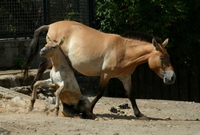 Klisna koně Převalského je k vidění i pražské zoo.