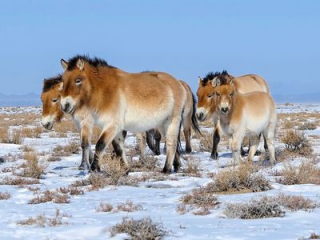 Klisny koně Převalského v Gobi B mají velkou volnost.