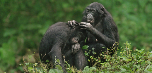 V rezervaci žije zhruba 86 šimpanzů.