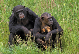 rezervace byla zřízena v roce 1995 s cílem zachránit šimpanzy.