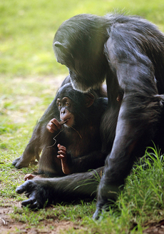V roce 2006 z rezervace uniklo několik šimpanzů, kteří následně zaútočili na turisty.