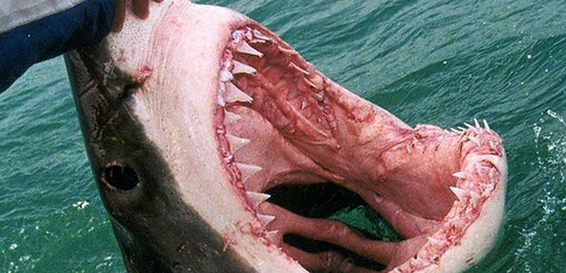 Vláda povolila rozšíření lovu žraloků, ohrožují turisty u ostrova Réunion.