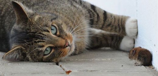 Pomocí mobilní aplikace si mohou Londýňané objednat kočku z útulku, aby jim pochytala myši.