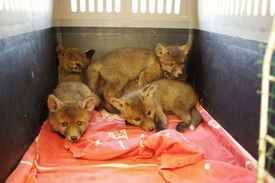 Pražská záchranná stanice pro zvířata přijala pětici liščat, kterým bagr při stavbě domu v Troji zničil noru.