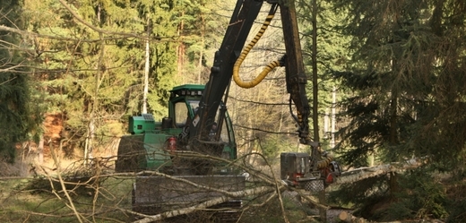 Nelegální těžba dřeva se často děje s tichým přihlížením majitelů lesů.