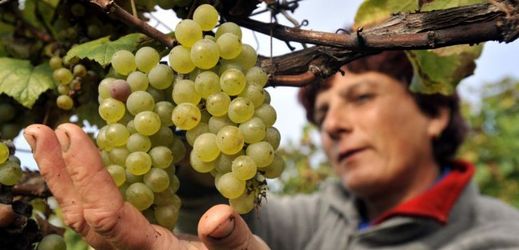 Systém by měl rozpoznat odrůdu i místo původu vína.