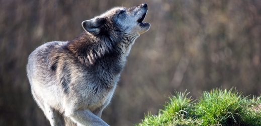 V Máchově kraji se zatím vyskytuje pět vlků.