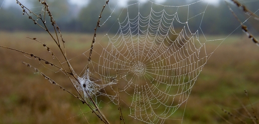 Uhlíkové nanotrubice zpevnily pavoučí vlákno (ilustrační foto).