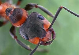 Mravenci luční dotekem tykadel nebo výměnou tělních tekutin sdílejí mezi sebou informace.