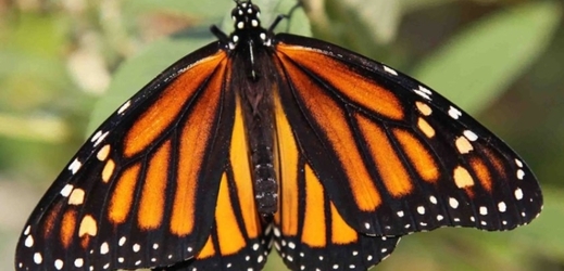 Motýl monarcha stěhovavý.