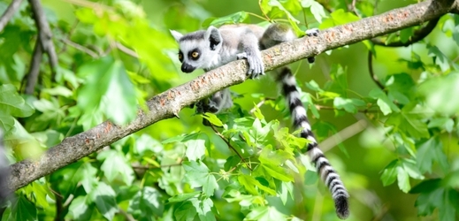 Ve společnosti lemurů kata mají hlavní slovo samice.