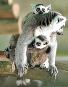Lemurů je okolo stovky druhů (ilustrační foto).